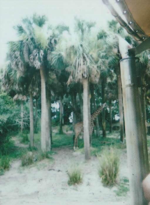 instant picture from my florida trip